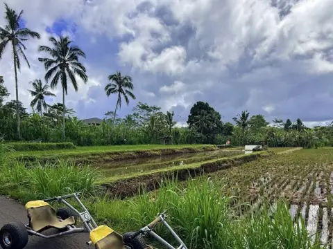 Jungle Cart Office
