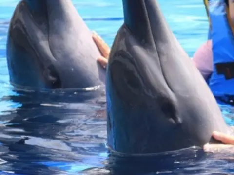 이그조틱 마린파크 Exotic Marine Park
