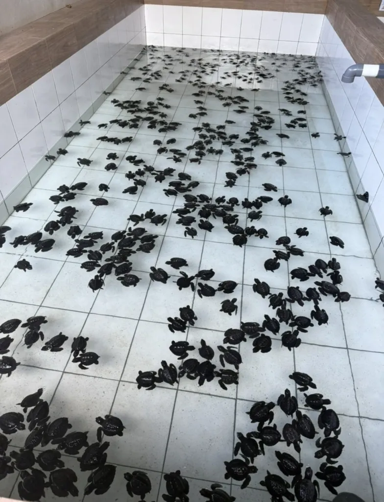 사누르 거북이방생- 신두 드와라와티 터틀센터 Sindu Dwarawati Turtle Conservation Center 사진 2/5
