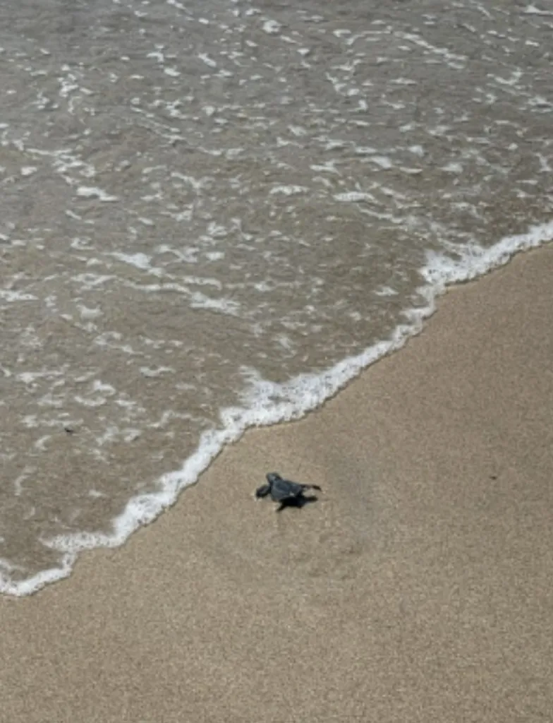 사누르 거북이방생- 신두 드와라와티 터틀센터 Sindu Dwarawati Turtle Conservation Center 사진 3/5