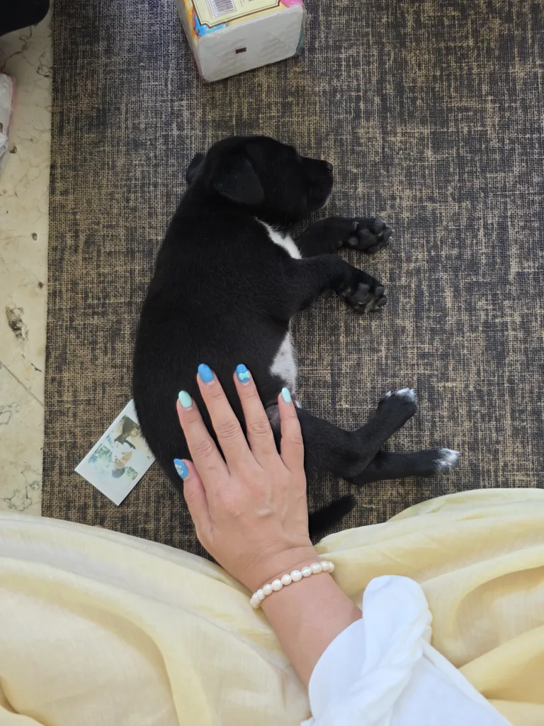 Puppy Yoga Bali 사진 1/5