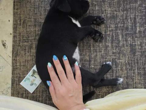 Puppy Yoga Bali