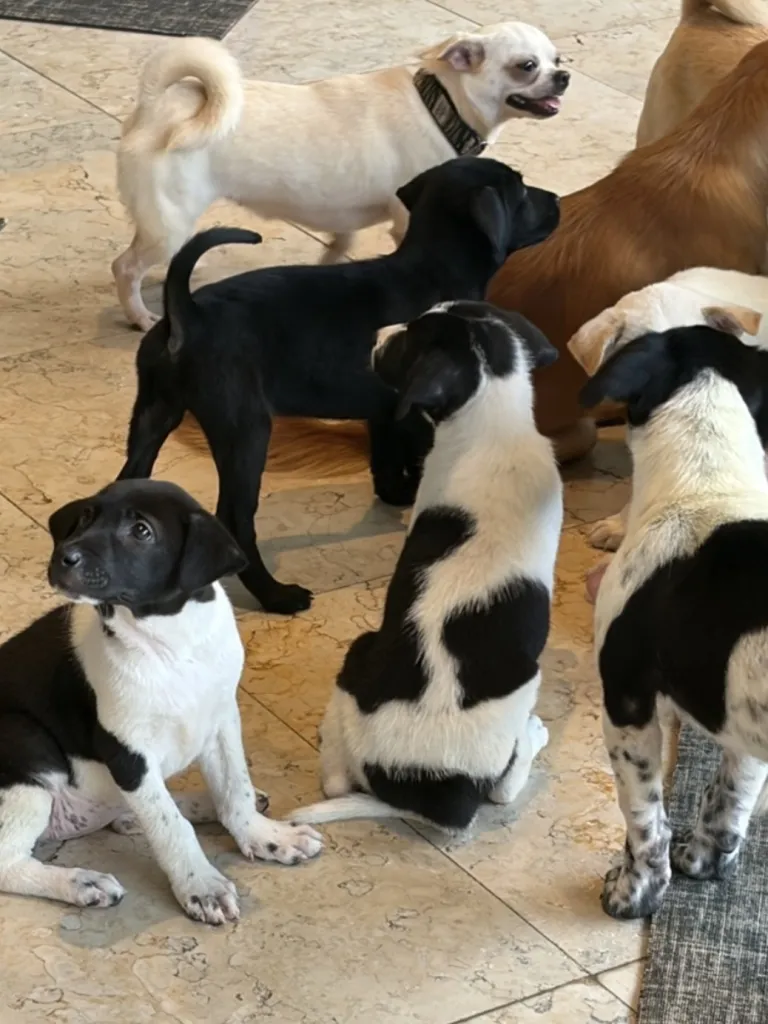 Puppy Yoga Bali 사진 4/5