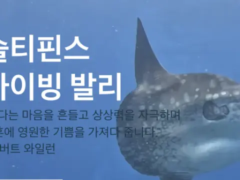 솔티핀스 다이빙