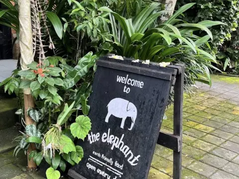 더 엘리펀트 The Elephant