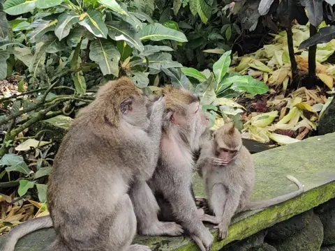 몽키포레스트 Monkey Forest
