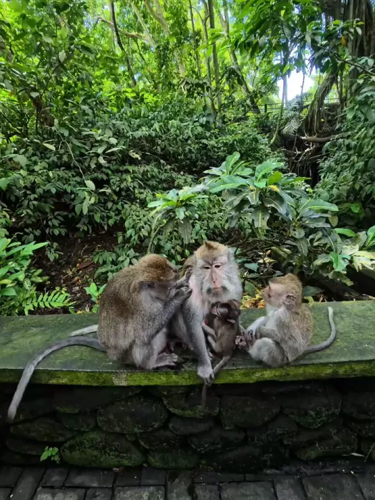 Monkey Forest